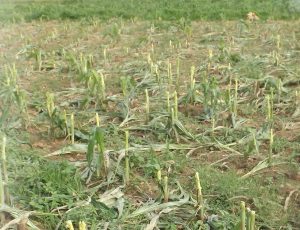Fulani Mischievous Grazing on Maize farm in Plateau state.