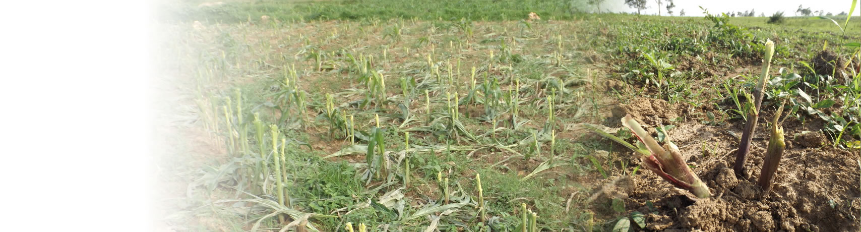 You are currently viewing Fulani Mischievous Grazing on Maize farm in Plateau state.