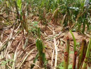 Heart Breaking as Suspected Fulani Mowed Down Crops in Plateau Community
