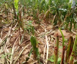 Heart Breaking as Suspected Fulani Mowed Down Crops in Plateau Community