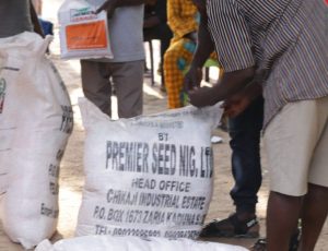Central Nigeria: Displaced villagers get hybrid seeds, cash support to resume farming