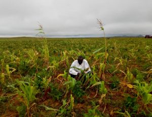 EMINENT HUNGER CONTINUES LOOMING UP AS MISCHIEF ON FARMED CROPS INCREASES