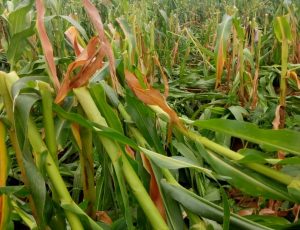 Willful Destruction of Farms Escalates as Suspected Fulani Mowed Down Crops in Plateau State