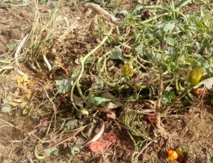 RISK OF HUNGER LOOMS IN CHILDREN OF AFFECTED FARMERS IN RIYOM