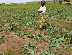 MASSIVE FARMED CROPS MOWED IN PLATEAU STATE