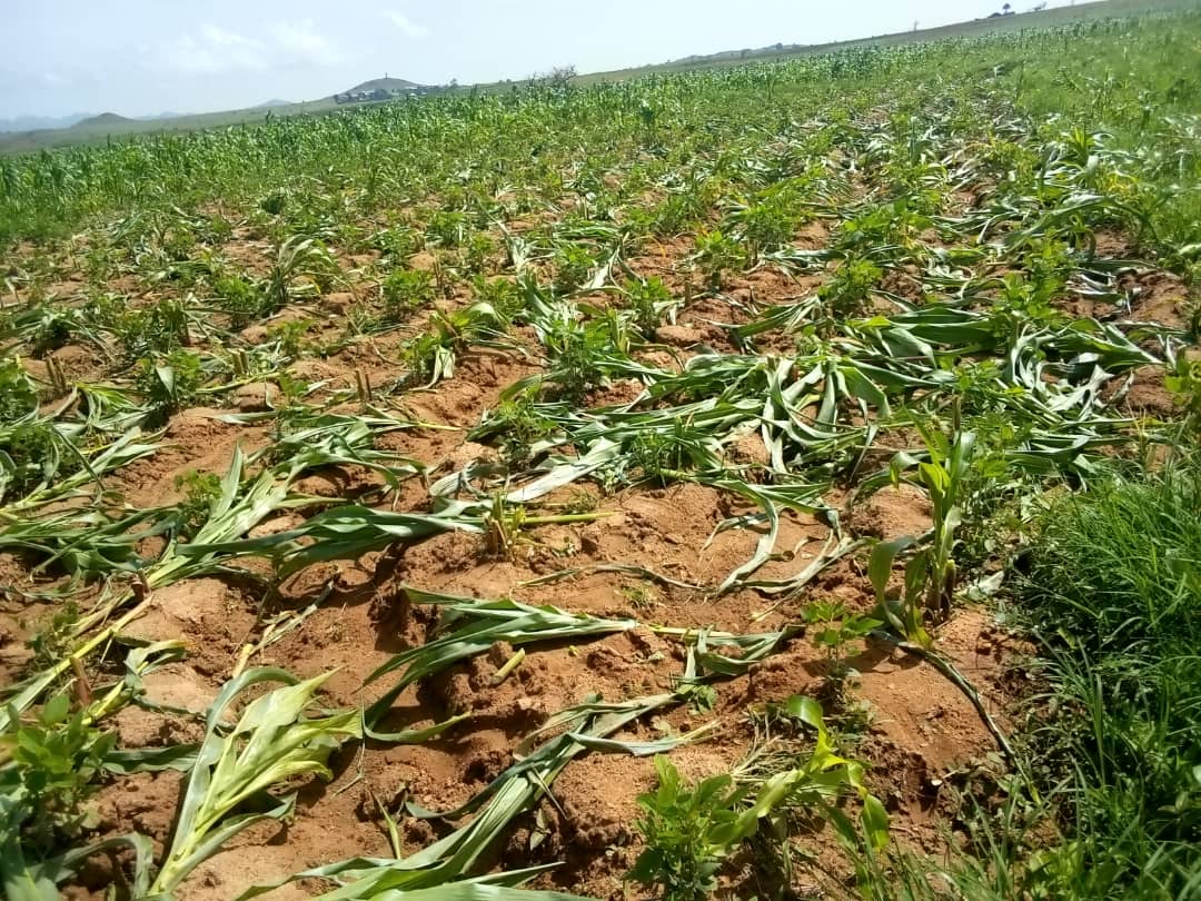 You are currently viewing BYM DEMANDS HALT TO GRAZING ACTIVITIES AFTER MORE THAN 50 FARMLANDS DESTRUCTION IN JOL COMMUNITY OF RIYOM LGA