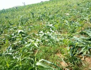 BANDITS KILLED THREE PEOPLE IN PLATEAU