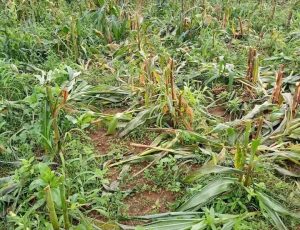 BYM Press Release on Fresh Destruction of Farmlands in Rim Community, Riyom LGA