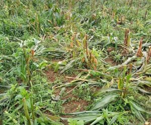 BYM Press Release on Fresh Destruction of Farmlands in Rim Community, Riyom LGA