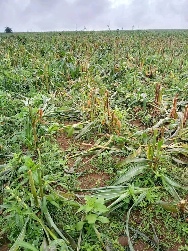 You are currently viewing BYM Press Release on Fresh Destruction of Farmlands in Rim Community, Riyom LGA