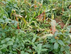 OVER 4 HECTRES FARMLAND DESTROYED BY FULANI MILITANTS IN GASSA, BARKIN LADI LGA.