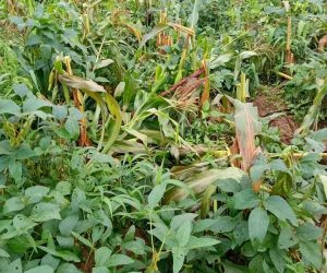 OVER 4 HECTRES FARMLAND DESTROYED BY FULANI MILITANTS IN GASSA, BARKIN LADI LGA.