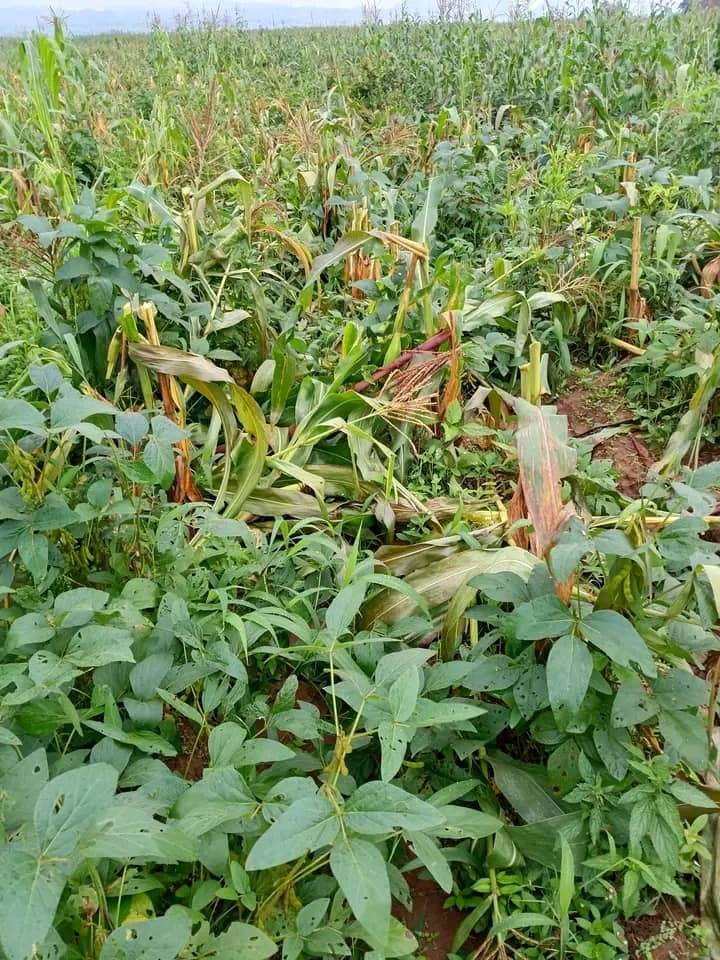 You are currently viewing OVER 4 HECTRES FARMLAND DESTROYED BY FULANI MILITANTS IN GASSA, BARKIN LADI LGA.